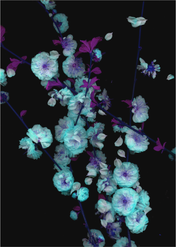 Main image black sequence Z1 (Format B: 105 x 147cm)